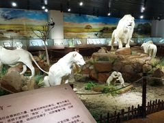 -陕西自然博物馆