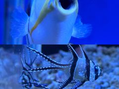 -秦皇岛新澳海底世界