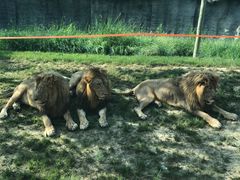 -北京野生动物园