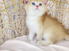 -瑞派宠物医院(搏威敦和院)