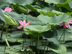 -长春市南湖公园