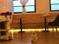 -猫腻·猫咖·撸猫馆(星光大道店)