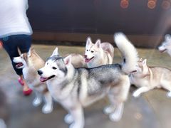 -TrueLove @ Neverland (Husky Cafe)