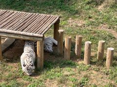 -石家庄市动物园