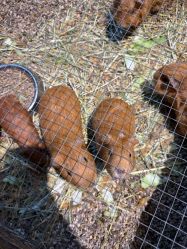 -酷嗒动物文化乐园(cutezoo西溪乐天城店)