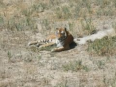 -新疆天山野生动物园