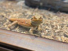 -帕帕拉兹宠物(亚洲旗舰店)