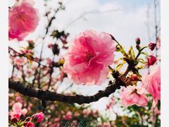 -天适樱花悠乐园