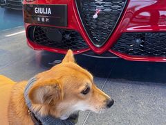 -上海保利玛莎拉蒂和阿尔法罗密欧(华翔路店)