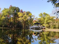 -上海共青森林公园