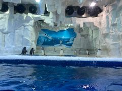 -华夏文旅海洋公园