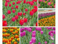 android_upload_pic-荷兰花海