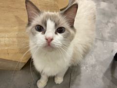 -楼上猫咖(罗湖店)