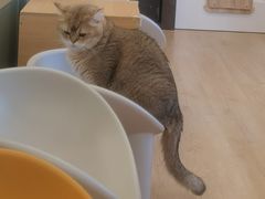 -有喵·猫咖·狗咖·30几只猫10只小狗(岗厦店)