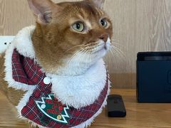 -MOCHA明星猫咖(田子坊店)
