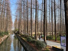 -水杉园