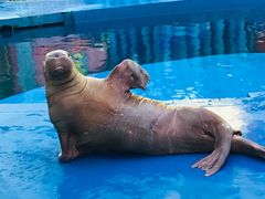 -华夏文旅海洋公园