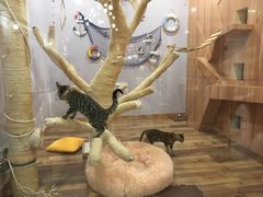 -袖虎·猫馆(体育西路店)