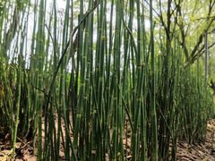 -西湖风景区-江洋畈生态公园