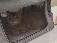 -艾贝尔宠物医院·宠保定点·超声绝育·免疫点(樱花路店)