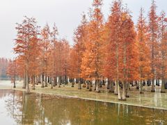 -白鹭湾湿地公园