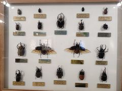 -上海昆虫博物馆
