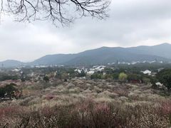 -香雪海