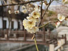 -梅村泰伯庙
