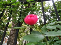 -上海市控江中学