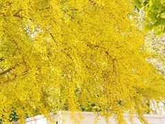 -三里屯东五街银杏大道