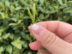 -古乐牛香·鲜牛肉牛杂火锅(新区店)