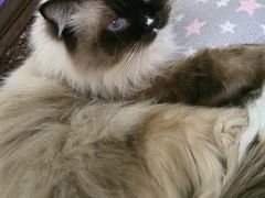 -瑞派·关忠动物医院·猫专科·犬专科(三环新城店)