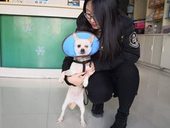 -菲丽丝宠物医院·24小时·猫科中心·免疫点(淮海分院)