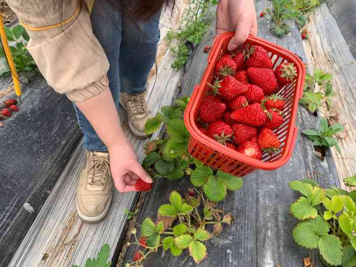 南山草莓园-"带小孩回崇明老家,没事干想到去摘草莓,问.