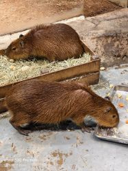 -Zoolung Zoolung动物主题公园(海信广场店)