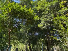 -梧桐山风景名胜区