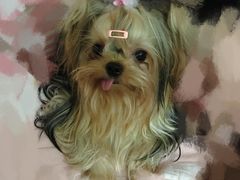 -创凡宠物医院·骨专科  猫科中心(西乡分院)