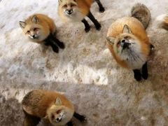 -宫城藏王狐狸村