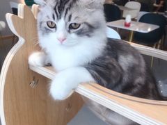 -飞行喵MR PILOT|猫舍·猫咖(静安大融城店)