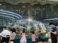 -帝企鹅自助餐厅•儿童岛•真企鹅(长隆企鹅酒店)