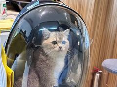 -御宝贝·A梦猫科宠物医院(国际猫友好医院)
