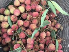 -从化深英荔枝黄皮龙眼采摘园