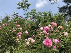 -玉舍国家森林公园