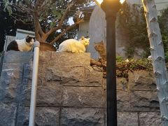 -鼓浪屿内厝澳码头(轮渡站)