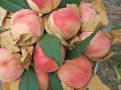 -南汇水蜜桃采摘(大团店)