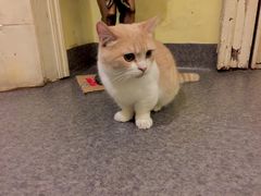 活泼的小短腿-猫色咖啡·猫咖
