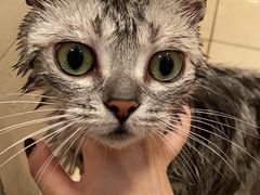 -喵zoo家庭繁育猫舍(尖东智能花园店)