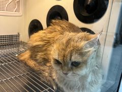 -中农国际动物医院24小时·猫科·骨科·急重症中心