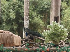 -深圳野生动物园