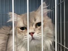 -翊宠yipet猫狗购宠庄园犬舍•猫舍